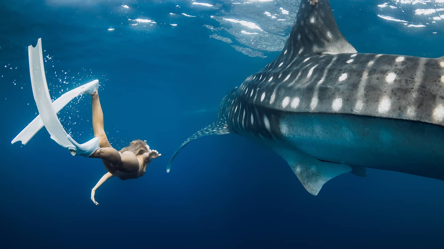 Sumbawa Whale Shark Open Trip From Lombok